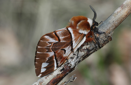 Birkenspinner (Endromis versicolora ) - © Leo Kuzmits